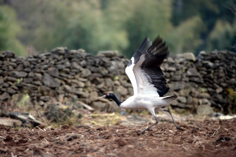 Black-necked Crane Festival